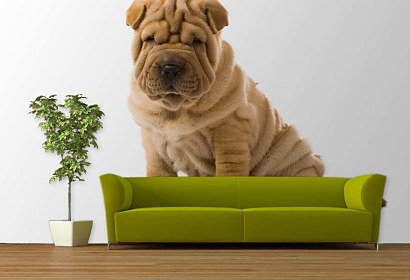 Shar pei Puppy Fototapeta