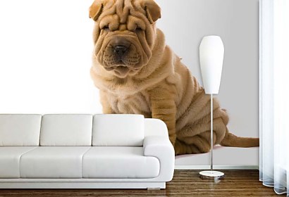 Fototapeta do detskej izby Pes Shar pei