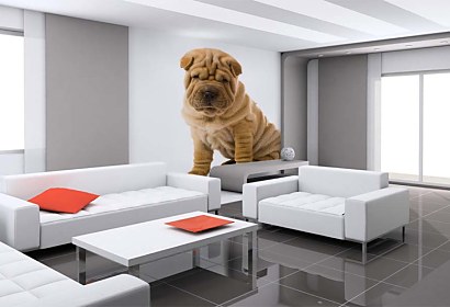 Shar pei na fototapete