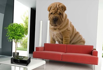 Fototapeta Pes Sharpei 3182