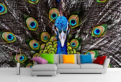 peacock na fototapete