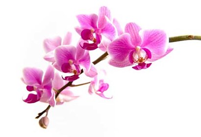 Fototapeta - Exotická orchidea 99