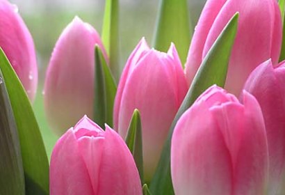 Fototapeta - Tulipány ružové 86