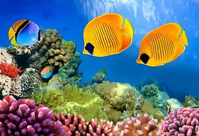 Fototapeta Aquarium 3199
