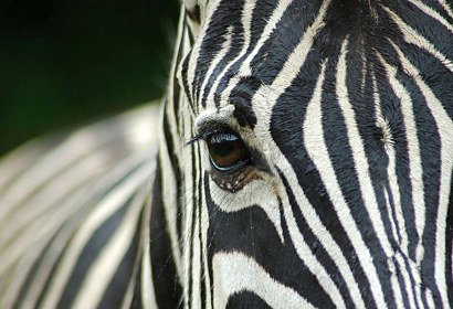 Fototapeta Zebra 119
