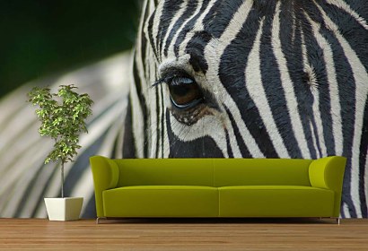 Fototapeta Zebra 119
