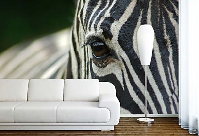 Fototapeta Zebra 119