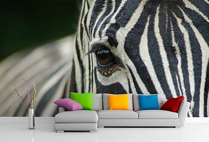 Fototapeta Zebra 119