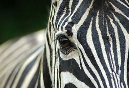 Fototapeta Zebra 119
