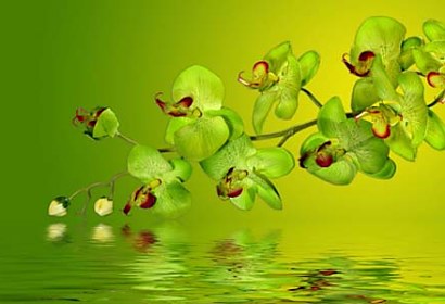 samolepiaca tapeta orchidea