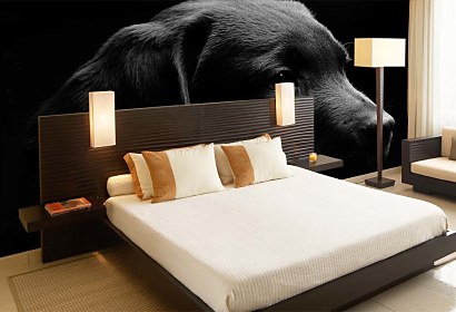Fototapeta Čierny labrador 3164