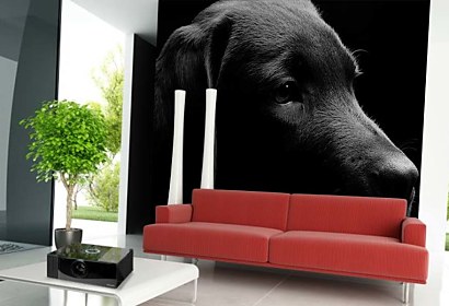 Fototapeta Čierny labrador 3164