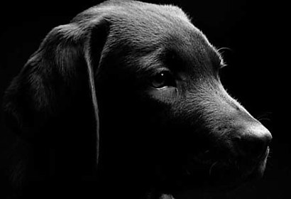 Fototapeta Čierny labrador 3164