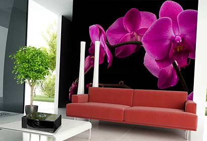 Fototapeta - Orchidea Cyklámenová 18499