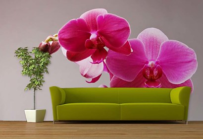 Fototapeta Pink Orchid 3146