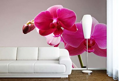 Fototapeta Pink Orchid 3146