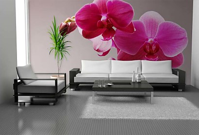 Fototapeta Pink Orchid 3146