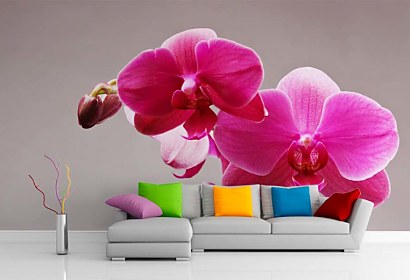 Fototapeta Pink Orchid 3146