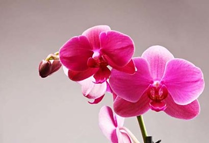 Fototapeta Pink Orchid 3146