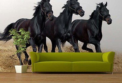 fototapety horses