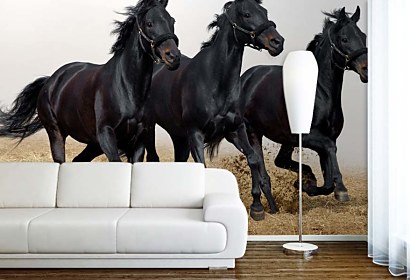 fototapeta - horses