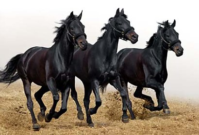 fototapety na dvere - horses