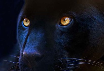 Fototapeta Čierny panter 3155