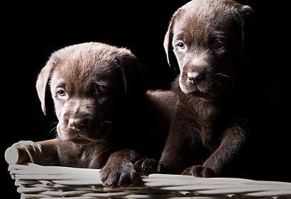 Fototapeta Dogs 3173