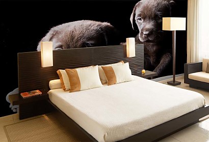 Fototapeta Dogs 3173
