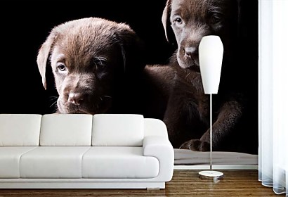 Fototapeta Dogs 3173
