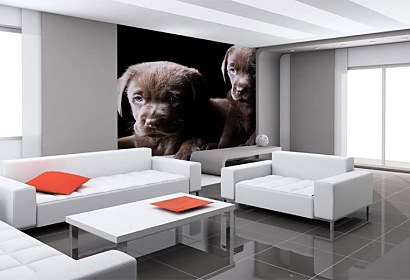 Fototapeta Dogs 3173