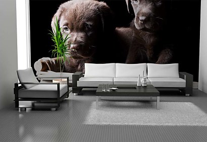 Fototapeta Dogs 3173