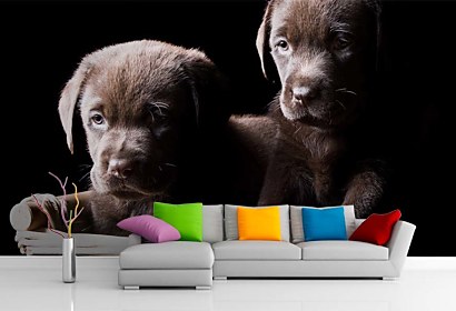 Fototapeta Dogs 3173