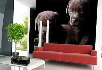 Fototapeta Dogs 3173