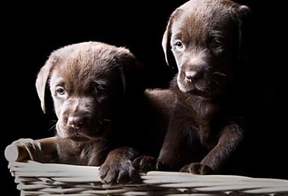 Fototapeta Dogs 3173