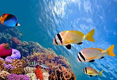 Fototapeta Sea Life 131