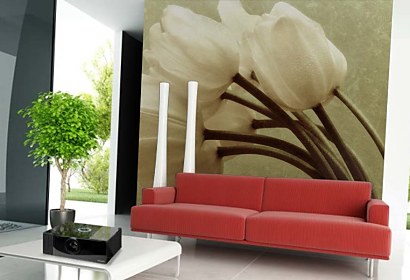 Fototapeta - Biele tulipány 345