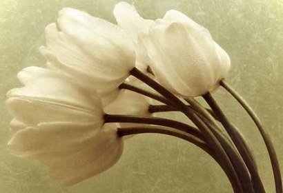 Fototapeta - Biele tulipány 345