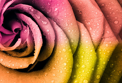 Fototapeta Flowers Style 90