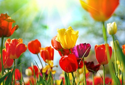 Fototapeta Beautiful Tulips 101