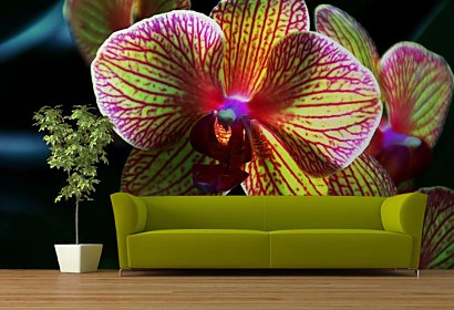Fototapeta Kvet Orchidey 3132