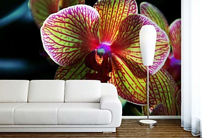 Fototapeta Kvet Orchidey 3132