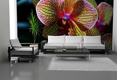 Fototapeta Kvet Orchidey 3132