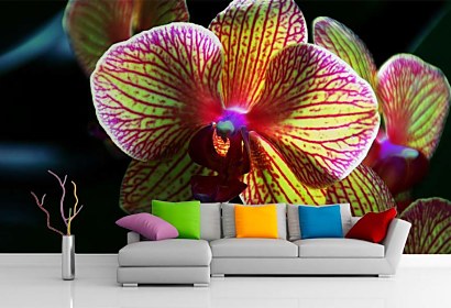 Fototapeta Kvet Orchidey 3132