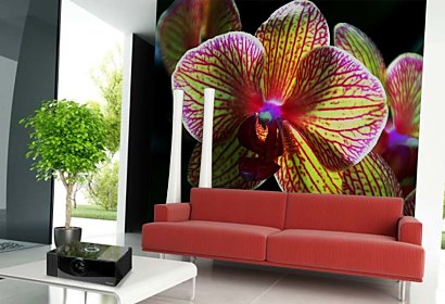 Fototapeta Kvet Orchidey 3132