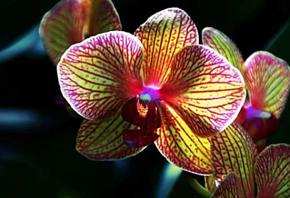 Fototapeta Kvet Orchidey 3132