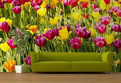 Fototapeta Tulip Garden 18633