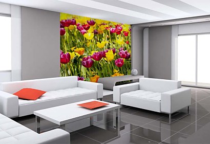 Fototapeta Tulip Garden 18633