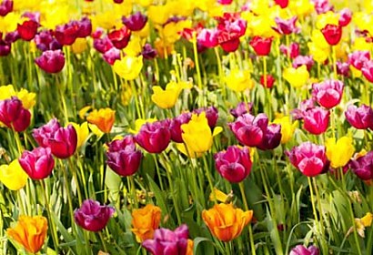 Fototapeta Tulip Garden 18633