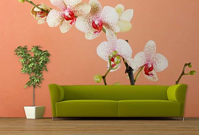 Fototapeta s orchideou 18516